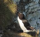 Click image for larger version. 

Name:	Razorbill-2-P5058377.JPG 
Views:	527 
Size:	463.1 KB 
ID:	19752