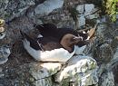 Click image for larger version. 

Name:	Sleeping-Razorbill-P5058373.JPG 
Views:	495 
Size:	330.1 KB 
ID:	19753
