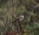 Click image for larger version. 

Name:	Whitethroat-P5068605.JPG 
Views:	481 
Size:	114.3 KB 
ID:	19754