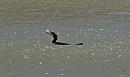 Click image for larger version. 

Name:	Cormorant-P5047865.JPG 
Views:	505 
Size:	88.7 KB 
ID:	19757
