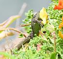 Click image for larger version. 

Name:	lizard.JPG 
Views:	384 
Size:	105.8 KB 
ID:	19768
