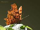 Click image for larger version. 

Name:	Comma Butterfly.jpg 
Views:	335 
Size:	65.3 KB 
ID:	19787