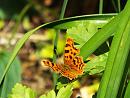 Click image for larger version. 

Name:	Comma Butterfly.JPG 
Views:	459 
Size:	203.0 KB 
ID:	19797