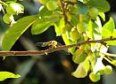 Click image for larger version. 

Name:	Grumpy-looking Dragonfly.JPG 
Views:	450 
Size:	203.9 KB 
ID:	19798