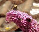 Click image for larger version. 

Name:	Tortoiseshell and 2 Bumble Bees.JPG 
Views:	476 
Size:	218.0 KB 
ID:	19799