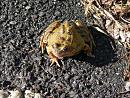 Click image for larger version. 

Name:	common frog.jpg 
Views:	227 
Size:	365.7 KB 
ID:	1982