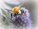 Click image for larger version. 

Name:	Carder Bumblebee.jpg 
Views:	439 
Size:	51.9 KB 
ID:	19824