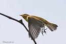 Click image for larger version. 

Name:	Willow warbler.jpg 
Views:	574 
Size:	41.3 KB 
ID:	19835