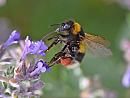 Click image for larger version. 

Name:	a Garden Bumblebee.jpg 
Views:	367 
Size:	57.2 KB 
ID:	19847