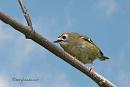 Click image for larger version. 

Name:	Goldcrest card.jpg 
Views:	430 
Size:	33.7 KB 
ID:	19854