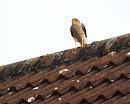 Click image for larger version. 

Name:	Sparrowhawk  1.jpg 
Views:	412 
Size:	192.4 KB 
ID:	19868