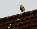 Click image for larger version. 

Name:	Sparrowhawk 11.JPG 
Views:	400 
Size:	157.1 KB 
ID:	19878