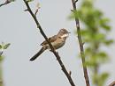 Click image for larger version. 

Name:	whitethroat1.jpg 
Views:	259 
Size:	230.1 KB 
ID:	199