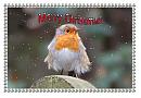 Click image for larger version. 

Name:	Christmas Robin.jpg 
Views:	359 
Size:	90.7 KB 
ID:	19921