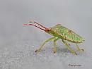 Click image for larger version. 

Name:	Hawthorn_Shield_Bug_Acanthosoma_haemorrhoidale_DSC_0033.jpg 
Views:	385 
Size:	40.3 KB 
ID:	19936