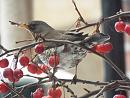Click image for larger version. 

Name:	Fieldfare for TVB.jpg 
Views:	429 
Size:	199.6 KB 
ID:	19943