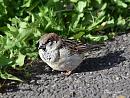 Click image for larger version. 

Name:	House Sparrow.jpg 
Views:	391 
Size:	104.2 KB 
ID:	19945
