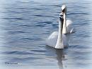 Click image for larger version. 

Name:	Mute Swans.jpg 
Views:	316 
Size:	55.3 KB 
ID:	19951