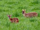 Click image for larger version. 

Name:	Deer deer.jpg 
Views:	460 
Size:	105.8 KB 
ID:	19954