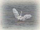 Click image for larger version. 

Name:	Little__Egret_DSC_0162.jpg 
Views:	635 
Size:	42.1 KB 
ID:	19956