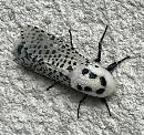 Click image for larger version. 

Name:	Leopard-moth-2018-06-11 08.57.08.jpg 
Views:	452 
Size:	340.3 KB 
ID:	19958