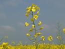 Click image for larger version. 

Name:	oilseedrape.jpg 
Views:	367 
Size:	220.7 KB 
ID:	206