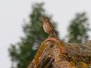 Click image for larger version. 

Name:	songthrush.jpg 
Views:	246 
Size:	209.2 KB 
ID:	210