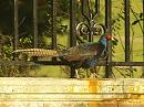 Click image for larger version. 

Name:	pheasant.jpg 
Views:	171 
Size:	290.2 KB 
ID:	2258