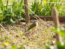 Click image for larger version. 

Name:	greywagtail_1.jpg 
Views:	264 
Size:	356.5 KB 
ID:	229