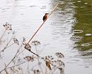 Click image for larger version. 

Name:	Kingfisher 2.jpg 
Views:	574 
Size:	92.4 KB 
ID:	2321