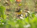 Click image for larger version. 

Name:	greywagtail_5.jpg 
Views:	251 
Size:	226.4 KB 
ID:	233