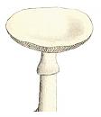 Click image for larger version. 

Name:	Death cap.jpg 
Views:	413 
Size:	35.0 KB 
ID:	2331