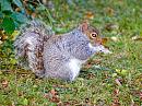 Click image for larger version. 

Name:	Grey squirrel.jpg 
Views:	285 
Size:	426.3 KB 
ID:	2338