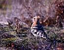 Click image for larger version. 

Name:	Hoopoe.jpg 
Views:	500 
Size:	218.0 KB 
ID:	2349