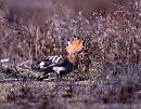 Click image for larger version. 

Name:	Hoopoe crestup copy 2.jpg 
Views:	524 
Size:	184.8 KB 
ID:	2350