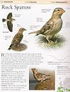 Click image for larger version. 

Name:	Rock Sparrow.jpg 
Views:	213 
Size:	311.5 KB 
ID:	2434