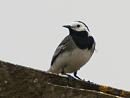 Click image for larger version. 

Name:	Pied_wagtail_1.jpg 
Views:	277 
Size:	277.4 KB 
ID:	246