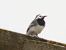 Click image for larger version. 

Name:	pied_wagtail_2.jpg 
Views:	317 
Size:	230.4 KB 
ID:	247