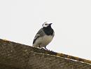 Click image for larger version. 

Name:	pied_wagtail_3.jpg 
Views:	330 
Size:	234.4 KB 
ID:	248
