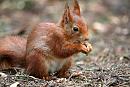 Click image for larger version. 

Name:	red squirrel.JPG 
Views:	247 
Size:	111.6 KB 
ID:	251