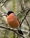Click image for larger version. 

Name:	Bullfinch 2.jpg 
Views:	1113 
Size:	355.7 KB 
ID:	2579