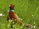 Click image for larger version. 

Name:	cock_pheasant_1.jpg 
Views:	341 
Size:	346.6 KB 
ID:	258
