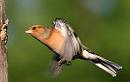 Click image for larger version. 

Name:	male chaffinch.JPG 
Views:	183 
Size:	59.2 KB 
ID:	2582