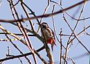 Click image for larger version. 

Name:	Great Spotted Woodpecker.jpg 
Views:	199 
Size:	123.2 KB 
ID:	2604