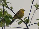 Click image for larger version. 

Name:	yellowhammer.jpg 
Views:	297 
Size:	200.1 KB 
ID:	265