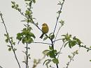 Click image for larger version. 

Name:	yellowhammer2.jpg 
Views:	291 
Size:	254.4 KB 
ID:	266