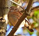 Click image for larger version. 

Name:	Dunnock.jpg 
Views:	308 
Size:	136.0 KB 
ID:	2663