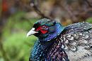 Click image for larger version. 

Name:	pheasant.JPG 
Views:	266 
Size:	98.4 KB 
ID:	2668