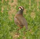 Click image for larger version. 

Name:	redleggedpartridge1.jpg 
Views:	323 
Size:	401.8 KB 
ID:	271