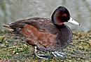 Click image for larger version. 

Name:	A Brown duck1.jpg 
Views:	642 
Size:	492.5 KB 
ID:	2788